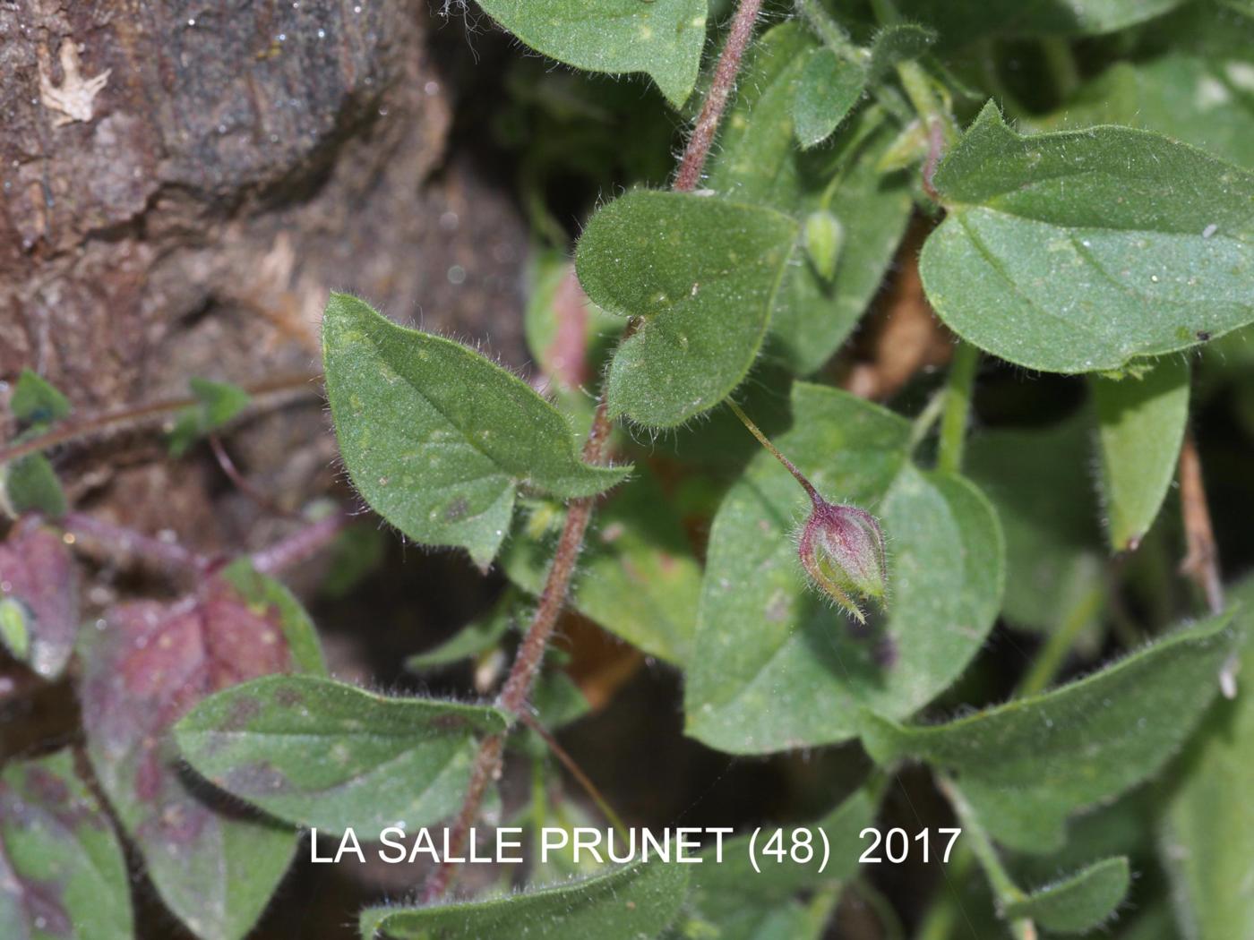 Fluellen, Sharp-leaved leaf